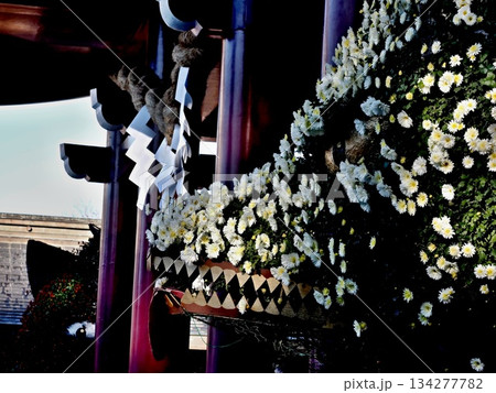 笠間稲荷神社の菊祭りの風景 134277782