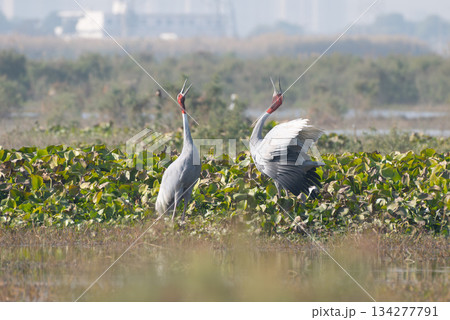オオヅルの番いの鳴き合い 134277791
