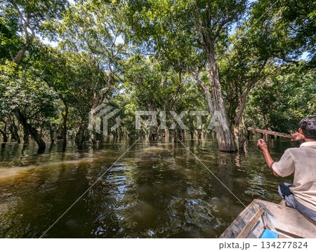 カンボジア トンレサップ湖 マングローブ林 134277824
