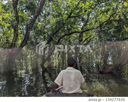 カンボジア トンレサップ湖 マングローブ林 134277830