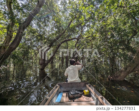 カンボジア トンレサップ湖 マングローブ林 134277831