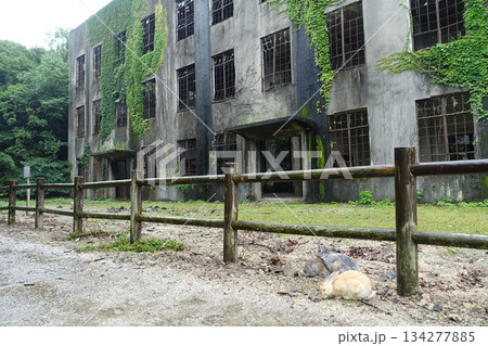 大久野島 廃墟とウサギ 大久野島 廃墟とウサギ 134277885