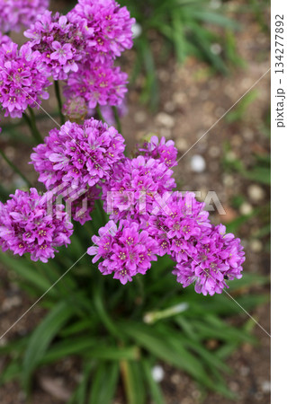 アルメリア 134277892