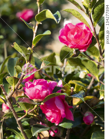 鮮やかな山茶花の花 鮮やかな山茶花の花 134277894