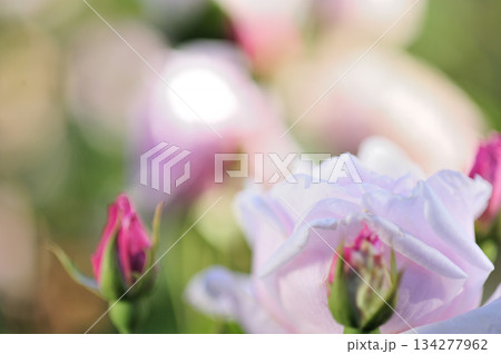 近所で見たバラの花 134277962