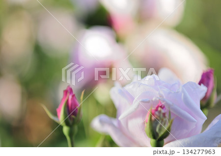 近所で見たバラの花 134277963
