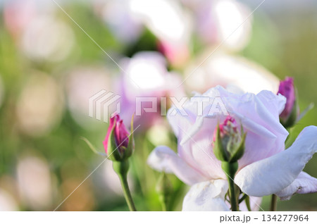 近所で見たバラの花 134277964