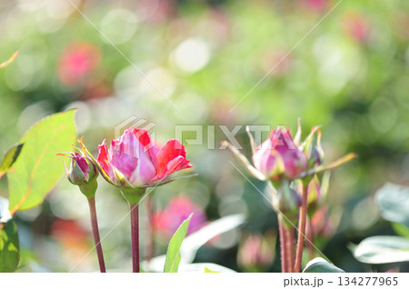近所で見たバラの花 134277965