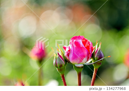 近所で見たバラの花 134277968