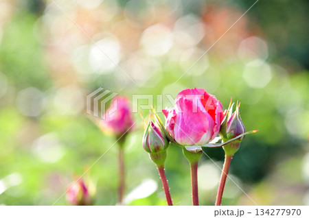 近所で見たバラの花 134277970