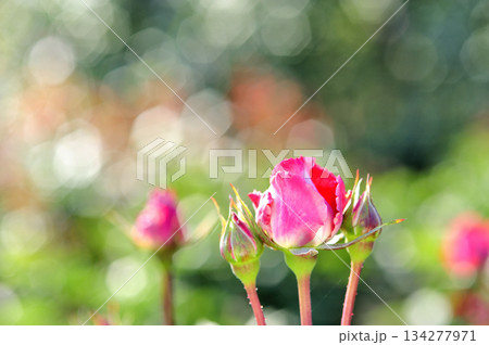 近所で見たバラの花 134277971