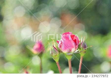 近所で見たバラの花 近所で見たバラの花 134277972