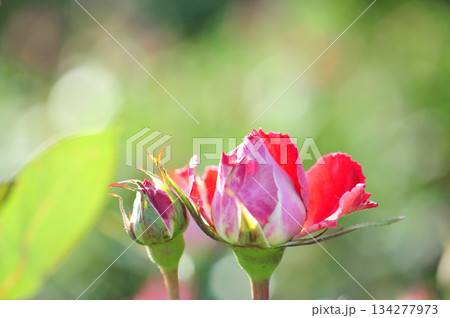 近所で見たバラの花 近所で見たバラの花 134277973