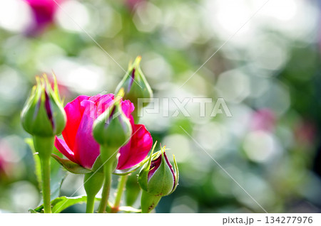 近所で見たバラの花 134277976