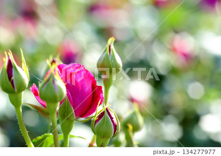 近所で見たバラの花 134277977