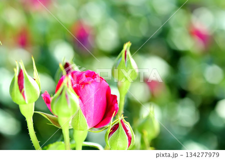 近所で見たバラの花 134277979