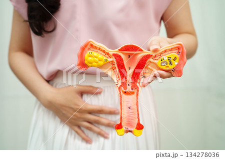 Uterus, Asian woman holding human anatomy model. 134278036