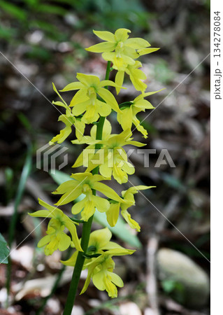 エビネの花 エビネの花 134278084