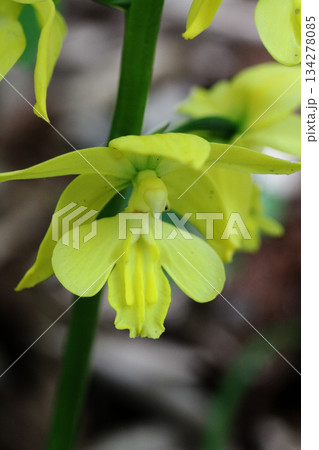 エビネの花 134278085