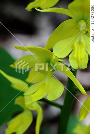 エビネの花 エビネの花 134278086