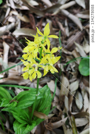 エビネの花 エビネの花 134278088