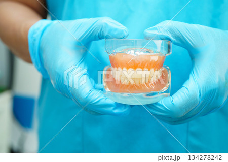 Asian dentist holding dental teeth model for learn about dentistry. Asian dentist holding dental teeth model for learn about dentistry. 134278242
