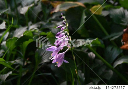 信州白馬落倉自然園で見たラッパ状の淡紫色の花の総状花序が綺麗なコバギボウシ 信州白馬落倉自然園で見たラッパ状の淡紫色の花の総状花序が綺麗なコバギボウシ 134278257