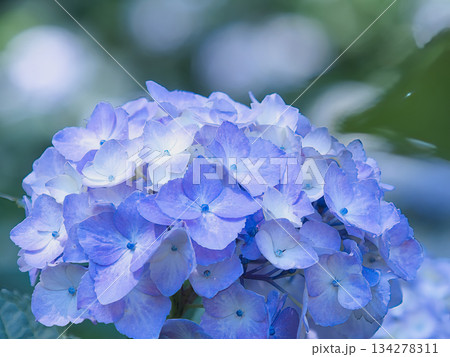 青い紫陽花 青い紫陽花 134278311