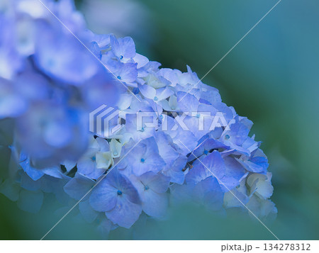 青い紫陽花 青い紫陽花 134278312