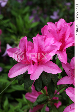 アザレア アザレア 134278351