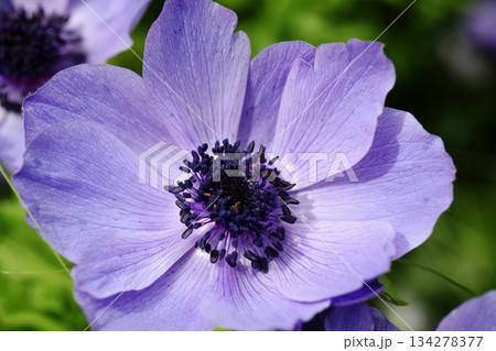 アネモネ 134278377