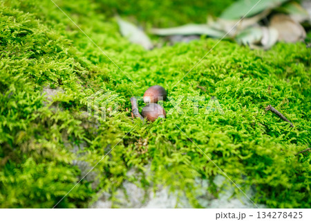 苔の絨毯に転がるどんぐり兄弟 134278425