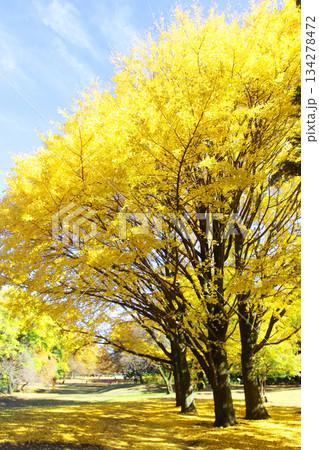 砧公園の紅葉 134278472