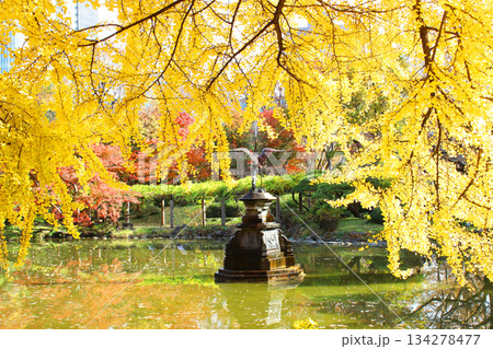 日比谷公園の紅葉 134278477