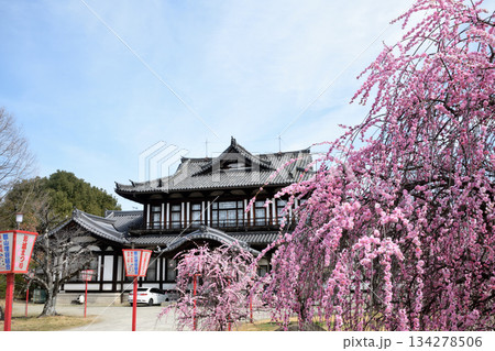 大和郡山城跡(城跡会館・しだれ梅) 　【奈良県大和郡山市】 134278506