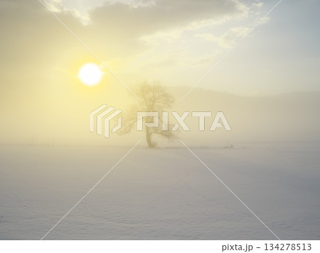 朝焼けの朝霧立ち込める千曲川の雪原に佇む一本の樹 134278513