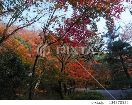 龍安寺の秋 龍安寺の秋 134278523