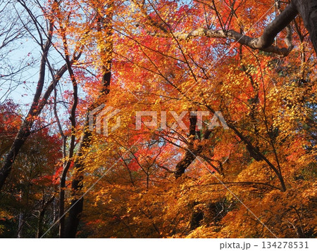 龍安寺の秋 134278531