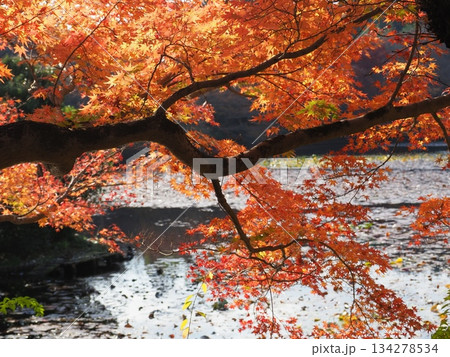 龍安寺の秋 龍安寺の秋 134278534