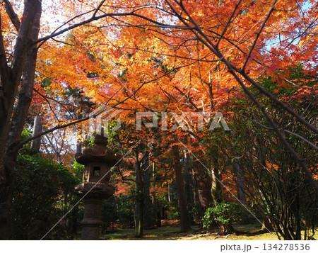 龍安寺の秋 龍安寺の秋 134278536