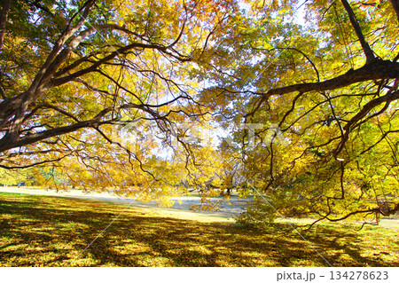 砧公園の紅葉 134278623