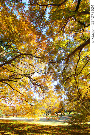 砧公園の紅葉 砧公園の紅葉 134278624