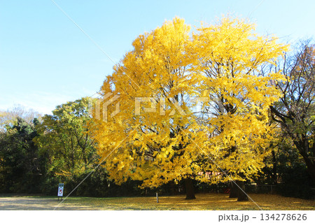 砧公園の紅葉 134278626