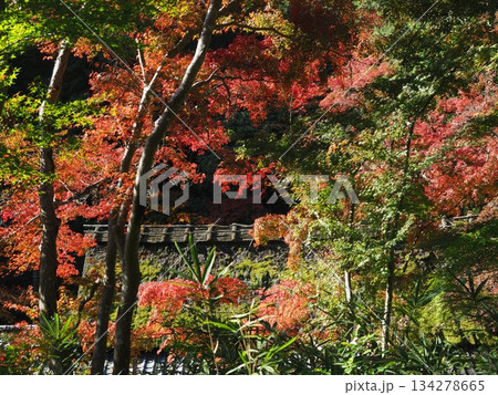 嵯峨野鳥居本の秋 134278665