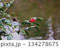 水辺に咲く椿　つぼみ・花・枯れが揃う一枝 134278675