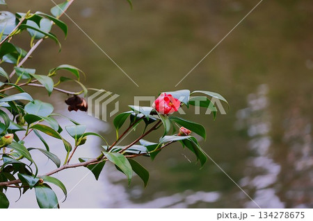 水辺に咲く椿　つぼみ・花・枯れが揃う一枝 134278675