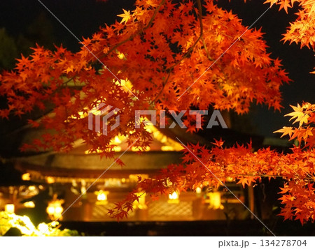 北野天満宮 紅葉ライトアップ 北野天満宮 紅葉ライトアップ 134278704