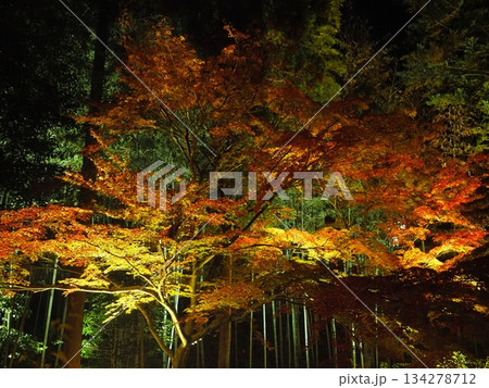 北野天満宮　紅葉ライトアップ 134278712