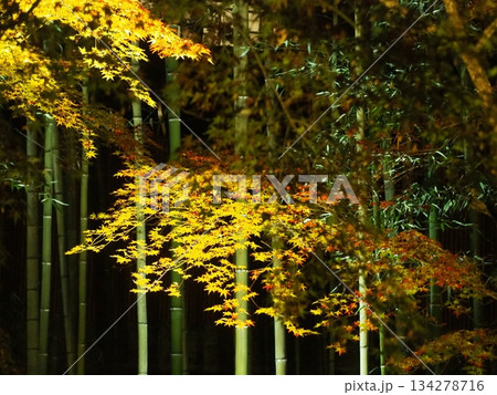 北野天満宮　紅葉ライトアップ 134278716