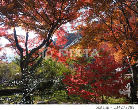 秋の嵯峨野二尊院 秋の嵯峨野二尊院 134278789
